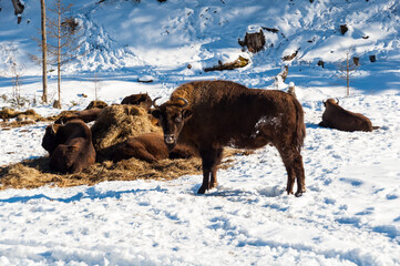 Stado żubrów europejskich w zagrodzie w Muczne © LukaszB