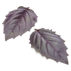 Close up studio shot of fresh red basil herb leaves isolated on white background. Purple Dark Opal Basil.