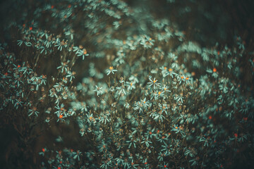 Soft focus flowers- light bokeh