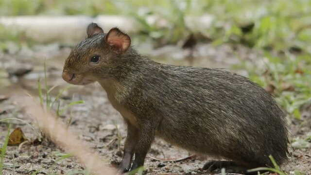 Cute young Cutia in the grass. Slow motion footage