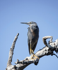 Red-throated heron bird from the international red book