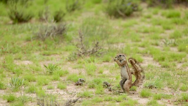 Wide shot of a African Ground Squirrel foraging for food and eating while standing alert in the green landscape of the Kgalagadi Transfrontier Park.