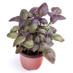 Fresh sweet red Dark Opal basil herbs growing in pot isolated on white background cutout.