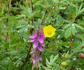 The nature of the Far East. Taiga plants.