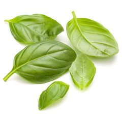 Sweet basil herb leaves handful isolated on white background closeup