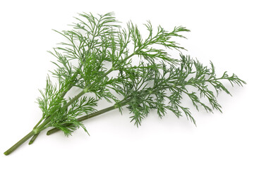 Close up shot of branch of fresh green dill herb leaves isolated on white background
