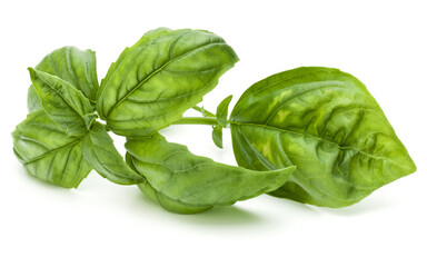 Close up studio shot of fresh green basil herb leaves isolated on white background. Sweet Genovese basil.