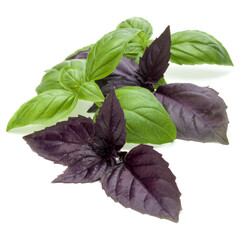 Close up studio shot of fresh green and red basil herb leaves mix isolated on white background....