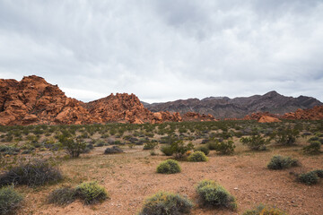 Red rock formations and desert plants on cloudy morning in Valley of Fire, Nevada