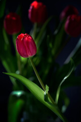 Naklejka premium Shotting flowers at home