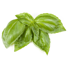 sweet basil herb leaves isolated on white background. Genovese basil leaf.