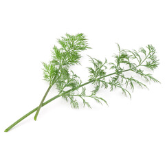 Close up shot of branch of fresh green dill herb leaves isolated on white background