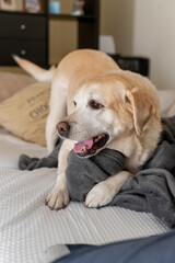 Labrador on the couch in a playful mood.