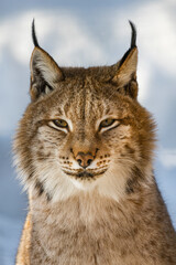 Portrait of lynx on a background of snow in the natural environment