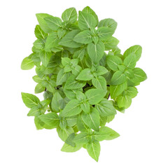 Fresh Greek basil herbs bouquet isolated on white background cutout. Top view.