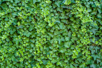 Green ivy Hedera with glossy leaves and white veins on the wall