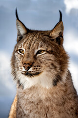 Portrait of lynx on a background of snow in the natural environment