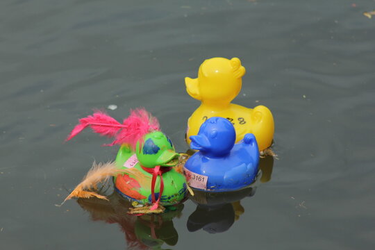 Entenrennen im Wasser Plastikenten im Fluss
