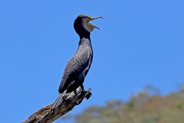 Great Cormorant's with mouth open