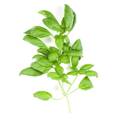 Sweet Genovese basil branch isolated on white background. Flat, Top view.