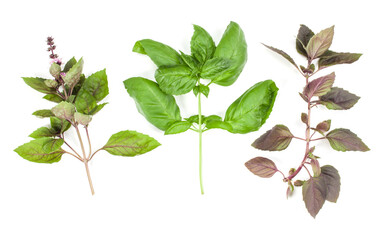 Varieties of basil leaves isolated on white background. Flat, Top view.