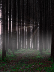 Sonnenlicht scheint durch Baumstämme in dunklem Wald, mit grünem Gras auf dem Waldboden
