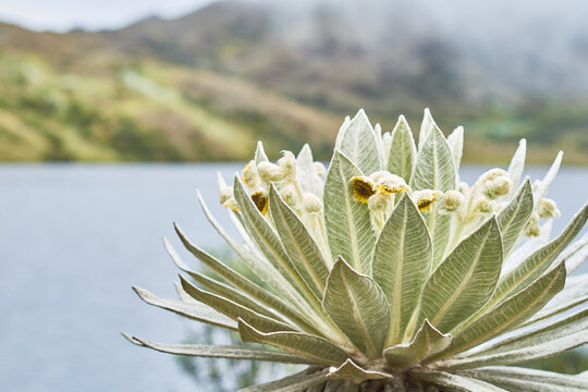 Espeletia and lake