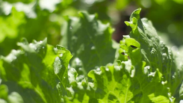 water drops on lettuce
