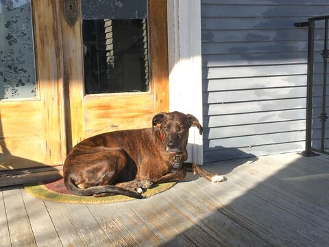 Brindle hound dog lying in sunny spot on front porch