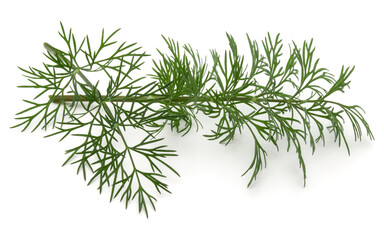 Close up shot of branch of fresh green dill herb leaves isolated on white background