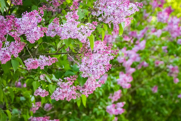 lilac in the garden on nature background