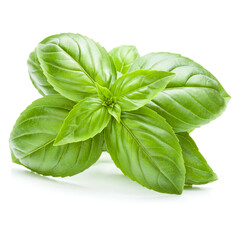 Fresh sweet Genovese basil leaves isolated on white background cutout.