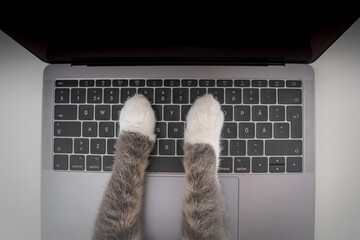 Top view of cat working on computer. Funny photo of cat paws typing, texting or pressing buttons on...