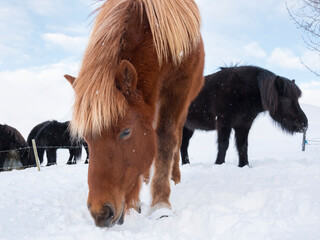 Obraz premium Icelandic Horse in fresh snow. Traditional breed for Iceland and traces its origin back to the horses of the old Vikings, Iceland.