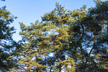 Green spruce branches as a textured background. Snow-covered beautiful spruce branch in winter. Christmas tree outdoors in the snow.