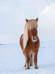 Obraz na płótnie Canvas Icelandic Horse in fresh snow. Traditional breed for Iceland and traces its origin back to the horses of the old Vikings, Iceland.