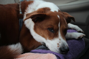 border collie terrier mix in the car