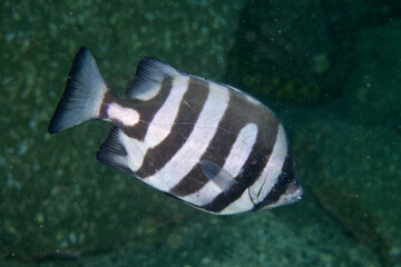 模様が乱れているイシダイ