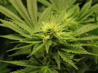 Cannabis resin on flowerhead