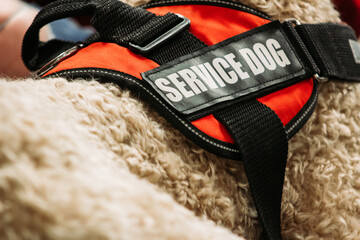 Service Dogs