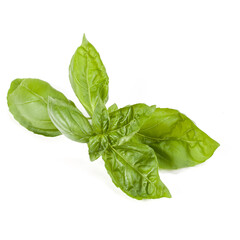 sweet basil herb leaves isolated on white background. Genovese basil leaf.