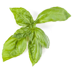 sweet basil herb leaves isolated on white background. Genovese basil leaf.