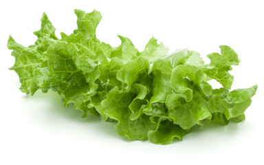 fresh green lettuce salad leaves isolated on white background