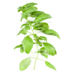 Sweet Genovese basil branch isolated on white background. Flat, Top view.