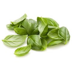 Sweet basil herb leaves handful isolated on white background closeup