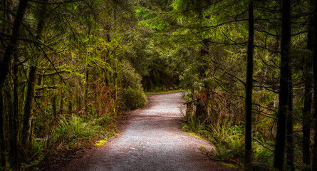Beautiful Path in the Rainforest during a wet and rainy day. Lynn Canyon Park, North Vancouver, British Columbia, Canada. Nature Forest Background