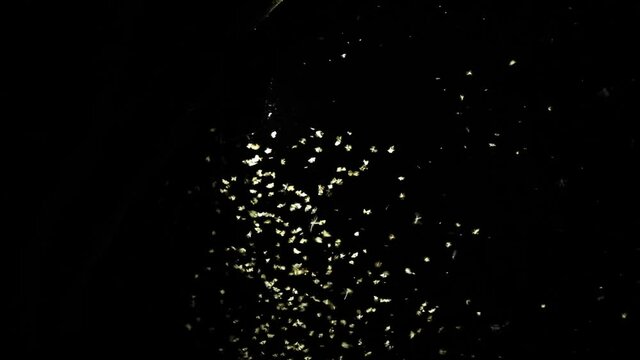 Beautiful out of focus flying insects creating bokeh in the dark before being in focus again, Kgalagadi Transfrontier Park.