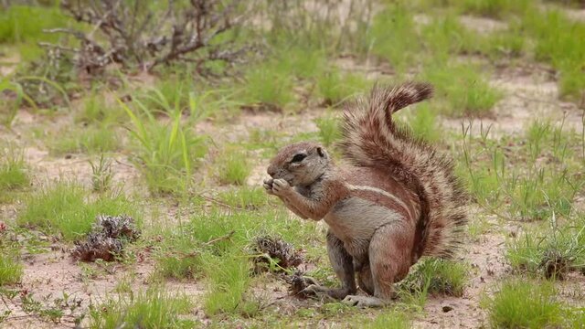 A close full body shot of a male African Ground Squirrel foraging and feeding while standing on his hind feet, Kgalagadi Transfrontier Park.