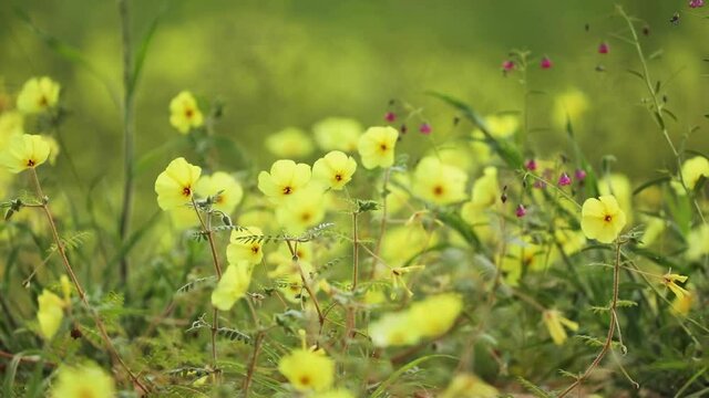 Rack focus of a field of yellow devil's thorn flowers blowing in the wind in the Kgalagadi Transfrontier Park.