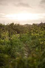 Naklejka premium beach flower path